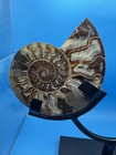 Pair Of Polished Split Ammonite Fossils Displayed On Black Stand