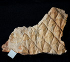 Rarer Fossil Plant -  Lycopod Scale Tree Older Trunk Lepidodendron Mannabachense