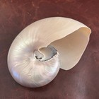 Polished Nautilus Seashell Pearlized Polished Shell - 4 5  