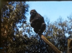 Southern California Zoo Animals Monkeys Gorillas  8mm Home Movie Film Reel B617