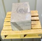 Partial Juvenile Eurypterus Sea Scorpion Fossil  2   Silurian Period   New York