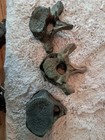 Set Of 3 Dugong  Fossil Vertebrae 