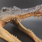 Alligator I mskull Head Open Jaw Teeth Display Approx  7 In