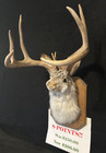 Sale 8 Pt  Jackalope Real Antlers   Rabbit Home Decor Gifts Taxidermy  Oddity