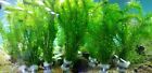 10 Stems bunch Anacharis Elodea Densa Egeria - Aquarium And or Pond Plant