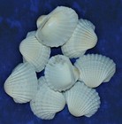Pack Of Eight  8   2 To 3  White Ark Sea Shells  Beach Decor Craft Tropical
