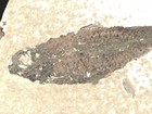 Two  100  Natural Knightia Fish Fossils From Fossil Lake Wyoming  608gr