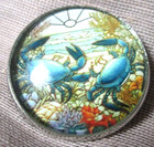 New Glass Dome Pic Button  stained Glass  Pair Of Blue Crabs At Beach - 1 Inch