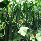 15  Tianjin Tender Spiky Cucumber Seeds Long Burpless Hybrid Cucumber Usa