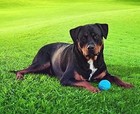 Pet Qwerks Talking Babble Ball - Interactive Chew Dog  Assorted Styles   Sizes 