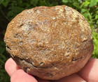 Rare Florida Fossil Concretion Mystery Nautiloid Ammonite Shell   Cut It To See
