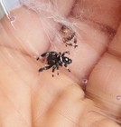 Live Jumping Spider Males   I5-i6 Regal Jumping Spiders