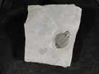 Big  509 Million Year Old  Elrathia Trilobite Fossil From Cambrian Utah 578gr  b