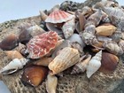 Medium Mixed Seashells Sea Shells Best Price Us Seller Free Ship  