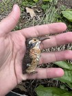 Life-like Antique Austrian Vienna Cold Painted Bronze Figure Of Kingfisher Bird