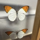 Two Giant Orange Tip  hebomoia Glaucippe Celebensis  Entomology Glass Framed