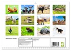Beloved Farm Animals  monthly Wall Calendar 2026 16 5 X 23 4  open    Calvendo 1