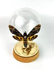 Death Head Moth Glass Dome Acherontia Atropos Taxidermy Gothic Oddities Gift