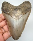 Megalodon Shark Tooth Real Fossil 4 07    - Shark Teeth No Restorations No Repairs
