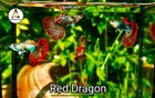 1 Trio   supper Red Dragon Dumbo Indo-live Guppy Fish Grade A   