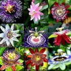 Variety Of Passiflora Seeds   Passionflower   Fruit   Passion Fruit   Eatable