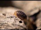 10  Rubber Ducky Isopods Lag