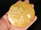 Big  Polished 150 Million Year Old  Sand Dollar Fossil Madagascar 195gr