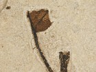 50 Million Year Old Plant Leaf Fossil With Branch  From Wyoming 439gr