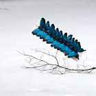 12 Feather Morpho Blue Monarch Butterflies 3inch- Teal Blue Morpho Butterfly