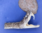 Western Rattlesnake Head With Open Mouth And Fangs Taxidermy  h250