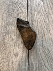 4 2    Megalodon Shark Tooth Fossil Teeth Kids Present Gift Nc Sharks Rare Fossils