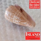 Conus Natalis  2  54 1mm Ultra  Big Rare Beauty From South Africa