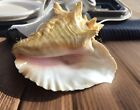 Vintage Queen Conch Shell Lamp Night Light Accent Light