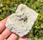 Unprepped Florida Fossil Crab In Matrix Ranilia Muriceta Pliocene Crustacean
