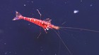10   1 Sulawesi Red Orchid Shrimp- Live Aquarium Shrimp Overnight Shipping