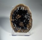 Rare Pinecone Fossil Slice Araucaria Mirabilis Patagonia Argentina Plant