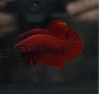 Live Betta Fish Pet Super Red Male Hmpk Plakat Quality Grade From Thailand