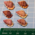 Natural Sea Shell Art Craft From Japan Okinawa Beautiful