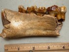 Nice Cave Bear Partial Mandible Fossil  4   Ursus Spelaeus  Pleistocene  Romania