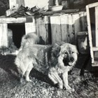 Chow Chow Dog Original Vintage Photo Cute Pet Named Ching 1950 Family Dogs