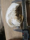Large Rucks Pit Florida Calcite Crystal Clam Fossil Shell 4 8  15 5oz Golden