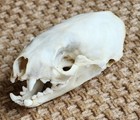 Real Mink Skull Taxidermy Animal Specimen Wild Iowa Mink Decoration  N103