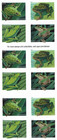 2019 Usps Frogs Book Of 20 New Forever Stamps  680104