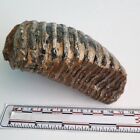 Nice Fossil Ice Age Mammal Tooth Pleistocene Era  Doggerland  North Sea  4