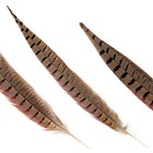 20pcs Male Pheasant Feather Natural Ringneck Tails Feathers 8-10inch 20-25cm