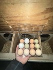 4 - Fresh And Fertilized Barnyard Mix Rainbow Assortment Chicken Hatching Eggs 