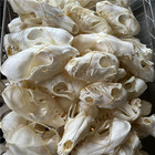 Wholesale 100 Pcs Real Fox Skull Taxidermy Real Bone Skeleton Real Animal Skull