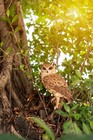 14 5  H Great Horned Owl Resin Garden Statue Bird Decor Home Backyard Display