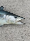 Vtg Kingfish King Mackerel Fish Mount Taxidermy Replica 51     Done By Jt Reese