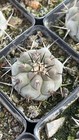 Raresucculent Plants Copiapoa Cinerea Cactus Selfroot  2 5-3 5cm Random
